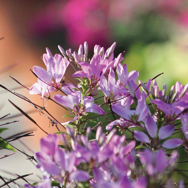Cleome Plant 'Clio Magenta'