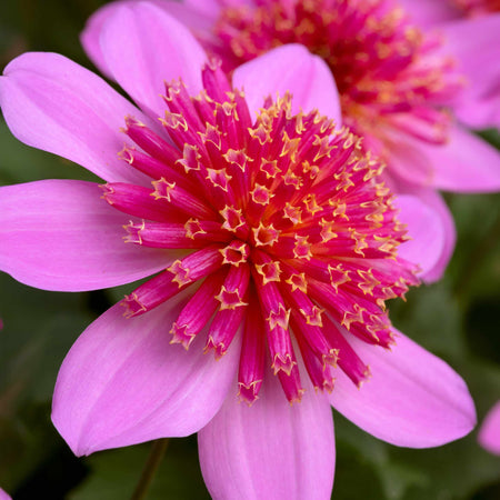 Dahlia Plant 'Dalina Maxi Starburst Pink'