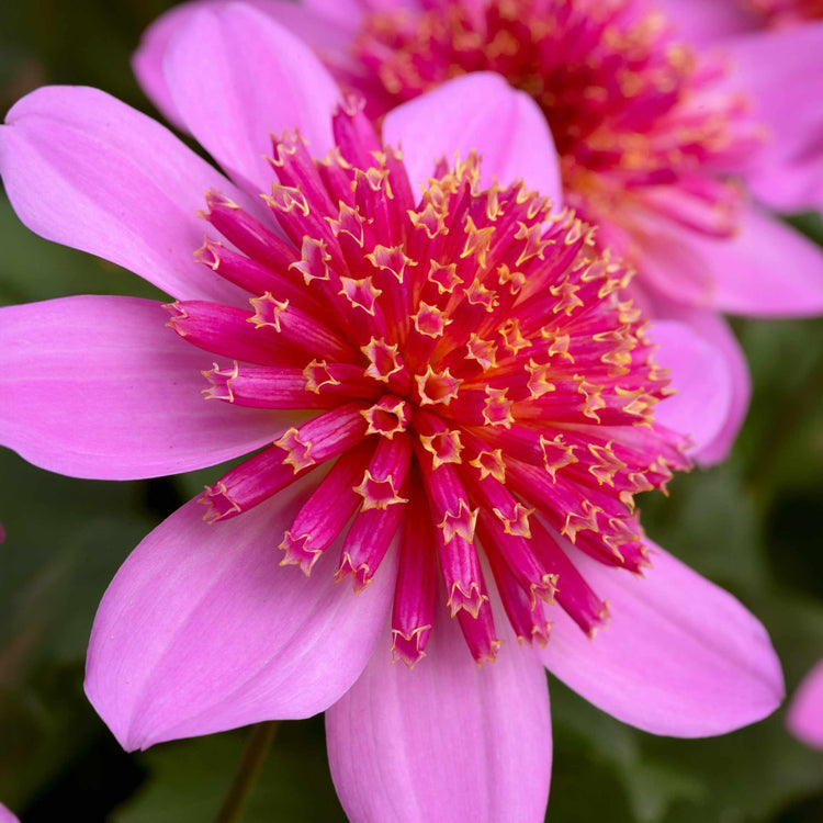 Dahlia Plant 'Dalina Maxi Starburst Pink'