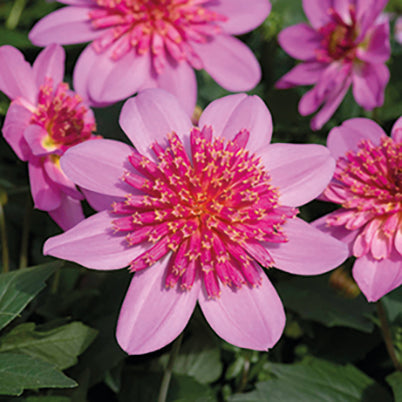 Marshalls Garden Deluxe Dahlia Plants Selection