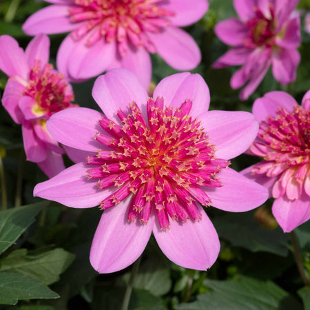 Dahlia Plant 'Dalina Maxi Starburst Pink'