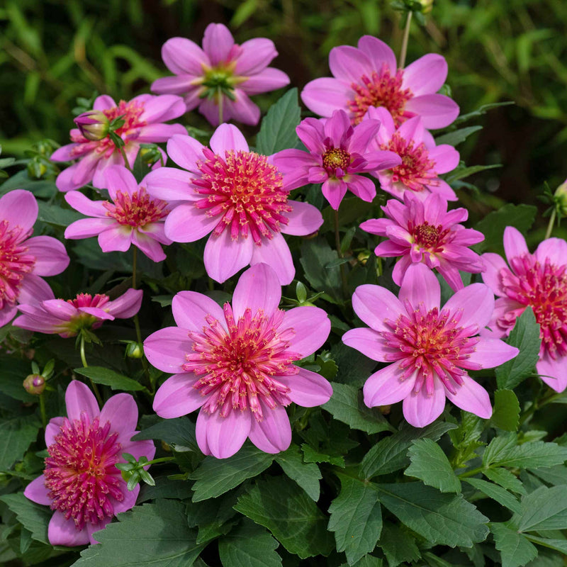 Dahlia Plant 'Dalina Maxi Starburst Pink'