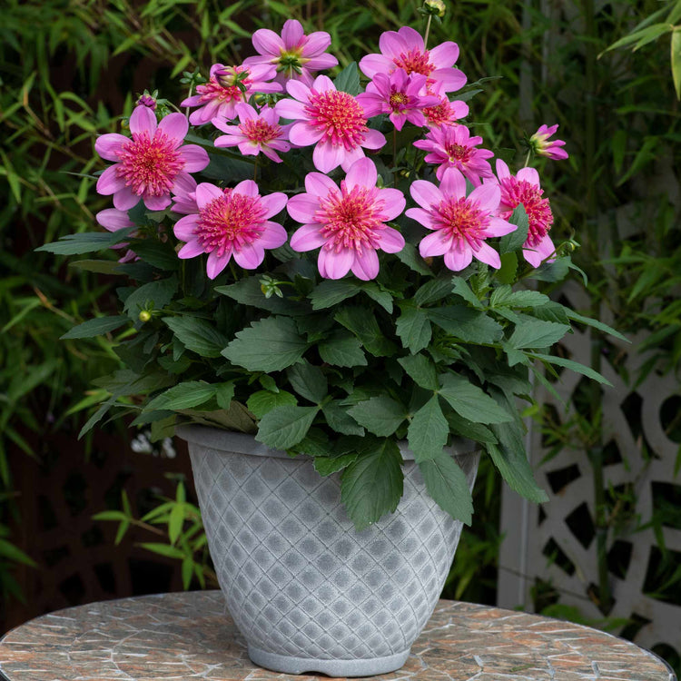 Dahlia Plant 'Dalina Maxi Starburst Pink'