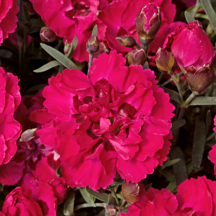 Dianthus Plant 'Early Love'