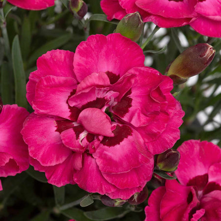 Dianthus Plant 'Early Love'