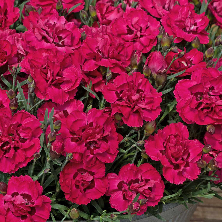 Dianthus Plant 'Early Love'