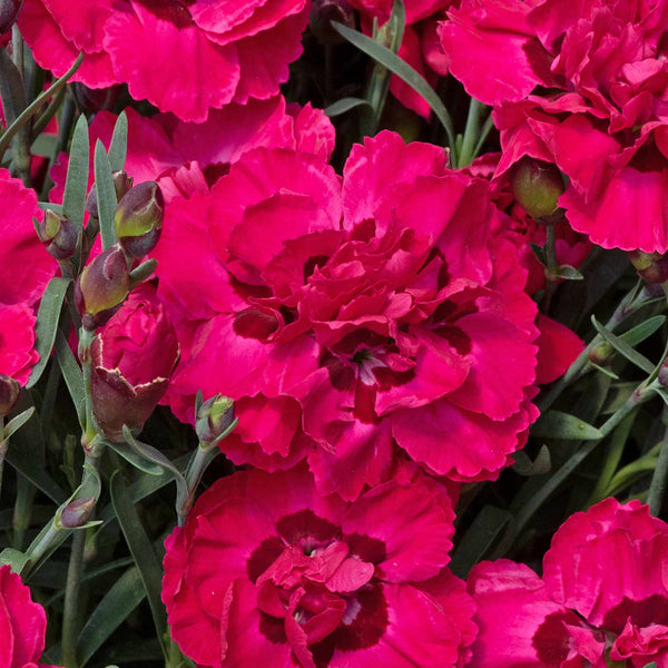 Dianthus Plant 'Early Love'