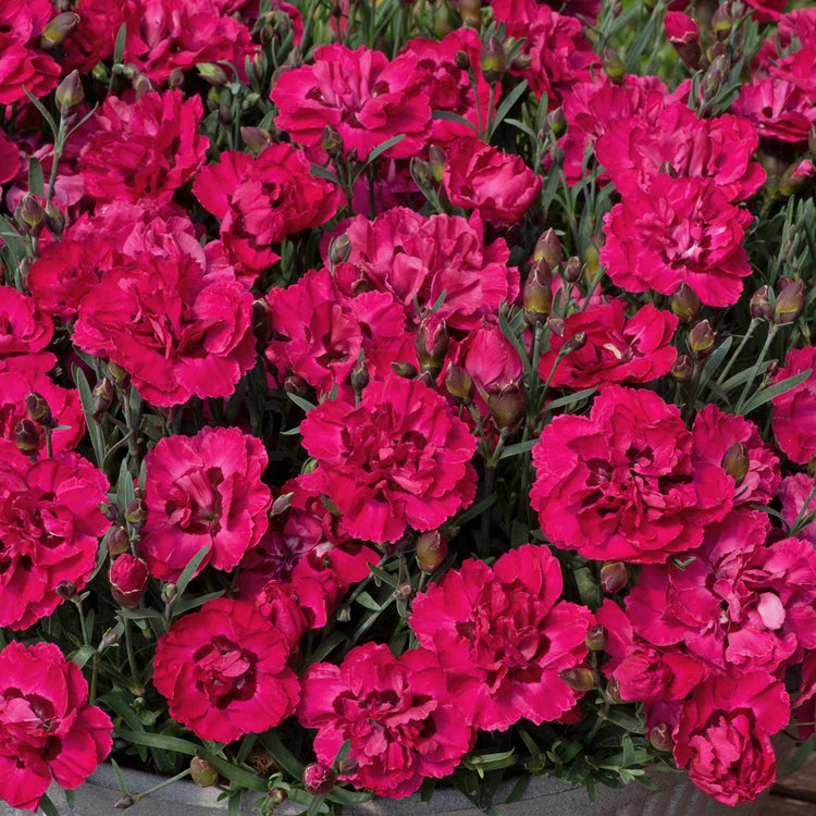 Dianthus Plant 'Early Love'