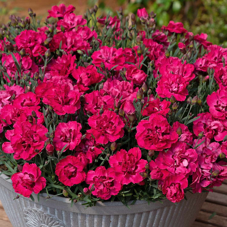 Dianthus Plant 'Early Love'