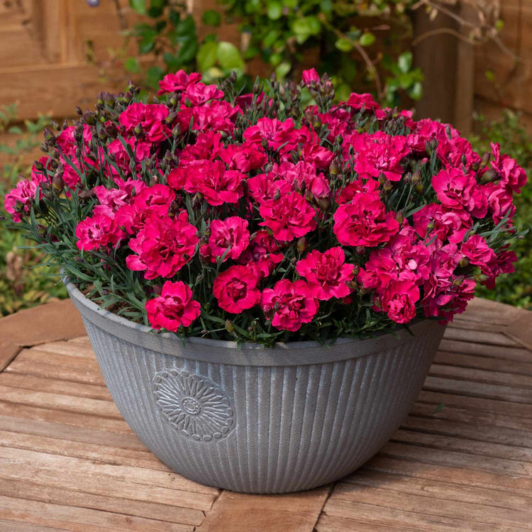 Dianthus Plant 'Early Love'