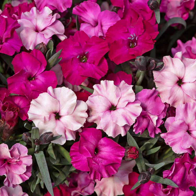 Dianthus Plant 'Scully'