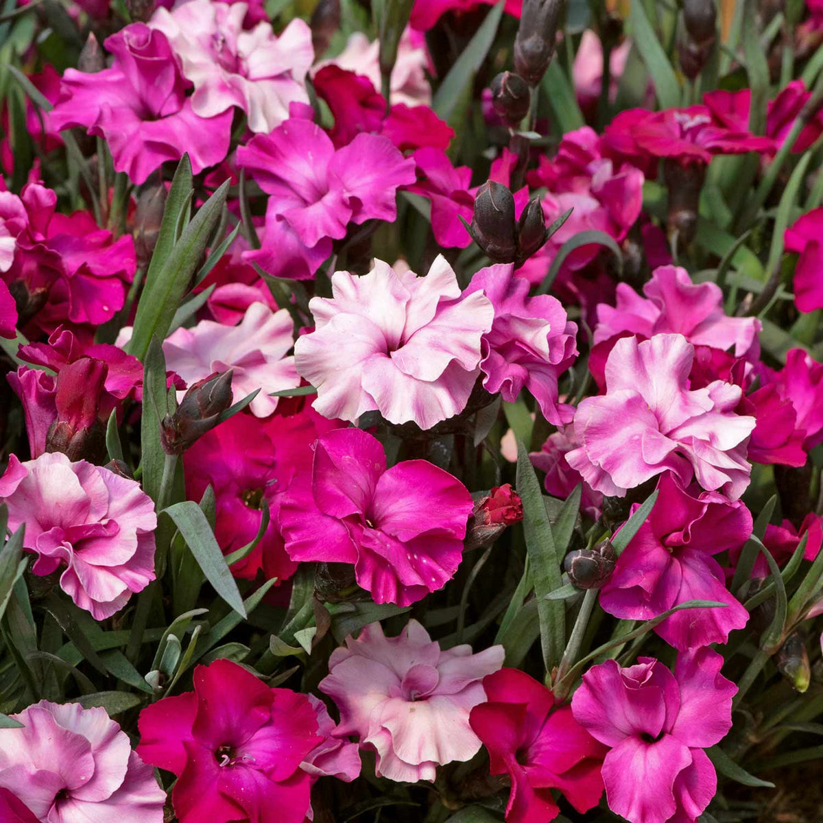 Dianthus 'Scully' x 6 Super Plugs | Buy Dianthus Plants Online ...