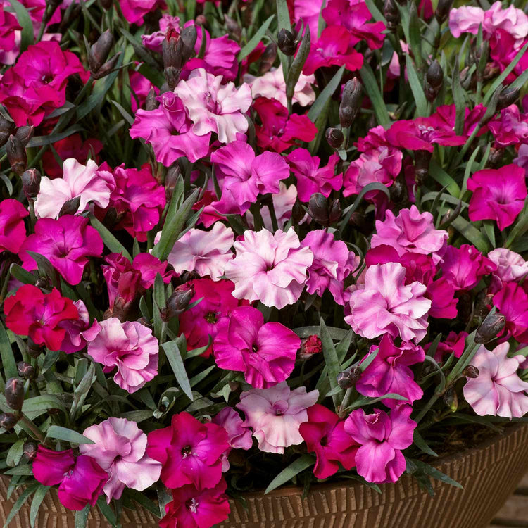 Dianthus Plant 'Scully'