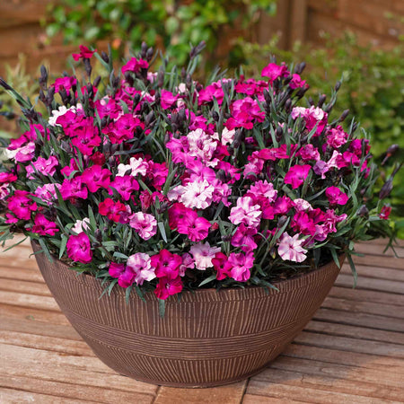 Dianthus Plant 'Scully'