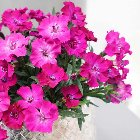 Dianthus Plant 'Scully'