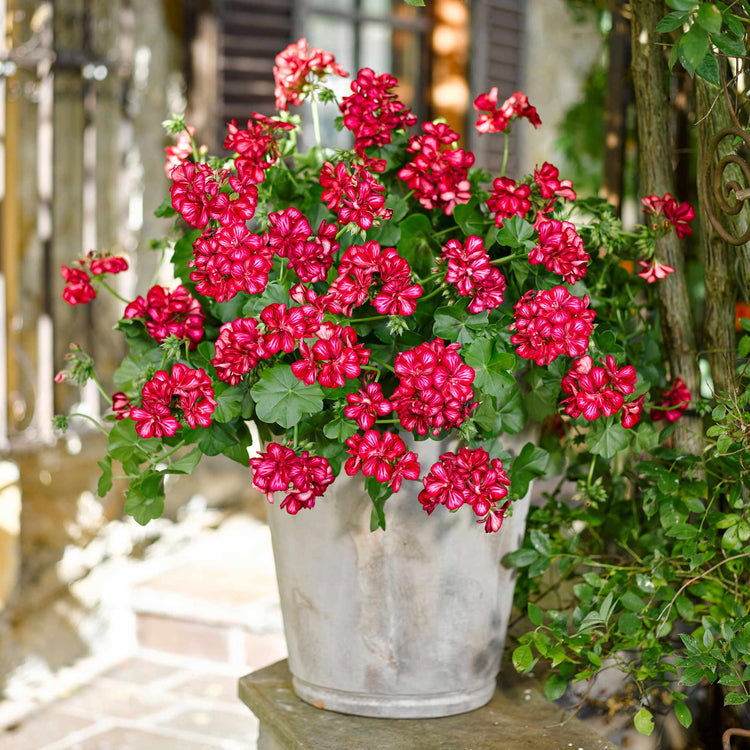 Geranium Plant 'Sunflair Lollipop Chris Red'