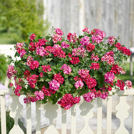 Geranium Plant 'Sunflair Lollipop Chris Red'