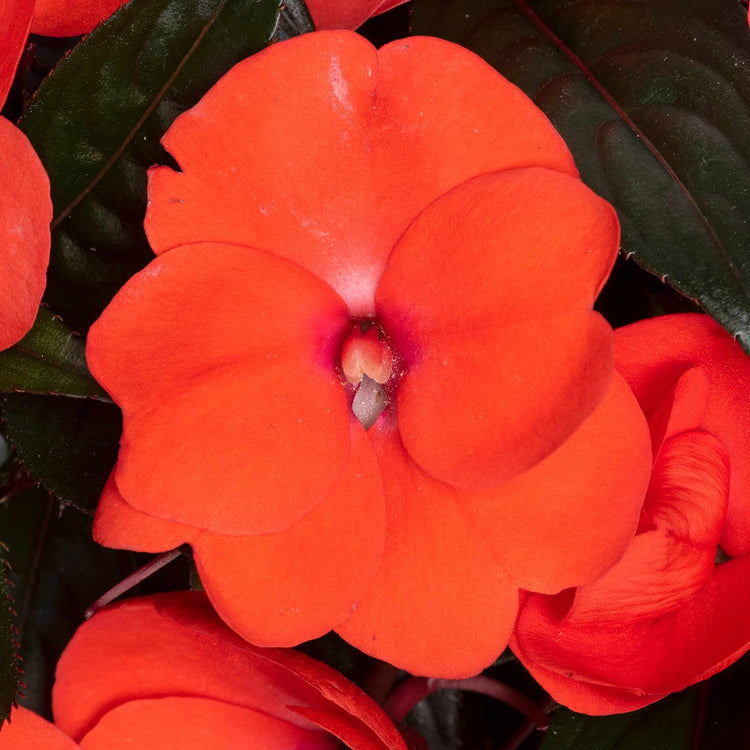 Impatiens Plant New Guinea 'Clockwork Orange and Dark Leaf'