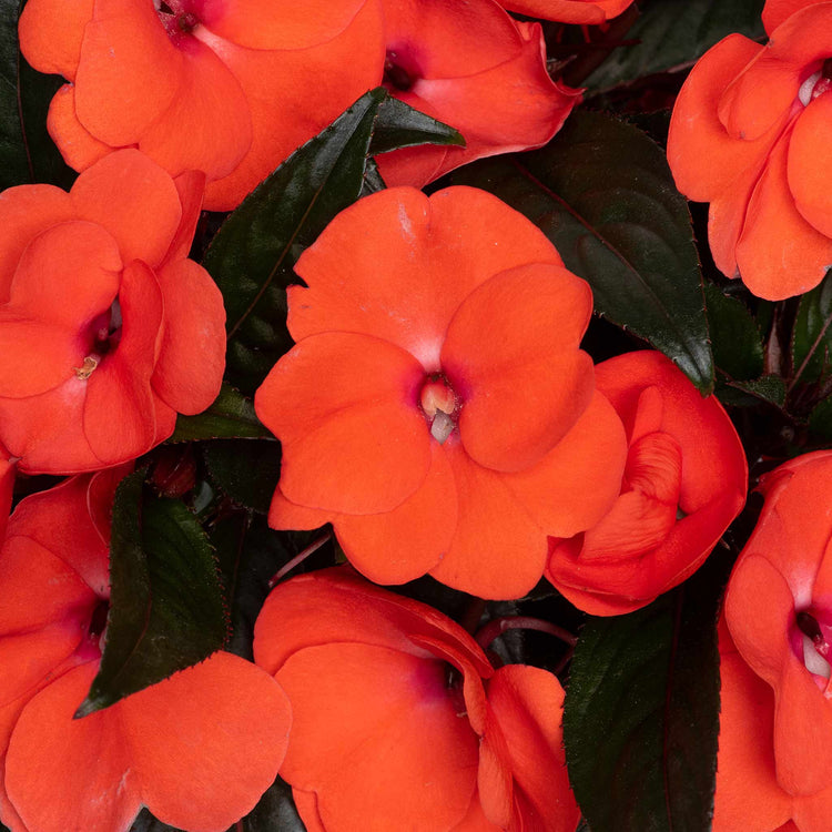 Impatiens Plant New Guinea 'Clockwork Orange and Dark Leaf'