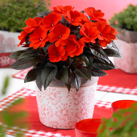 Impatiens Plant New Guinea 'Clockwork Orange and Dark Leaf'