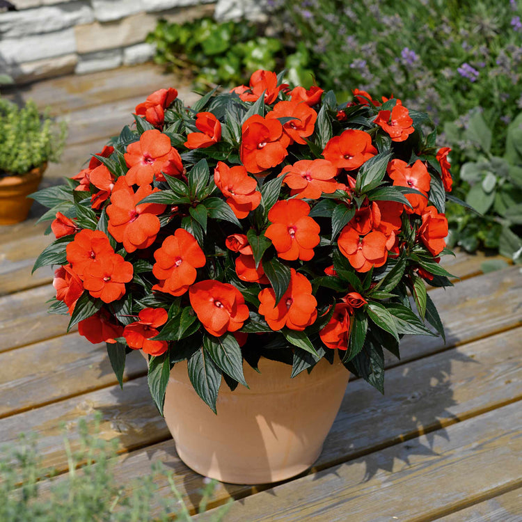 Impatiens Plant New Guinea 'Clockwork Orange and Dark Leaf'