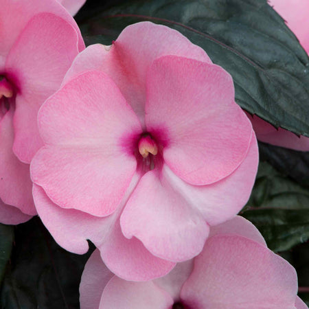 Impatiens Plant New Guinea 'Clockwork Salmon and Green Leaf'