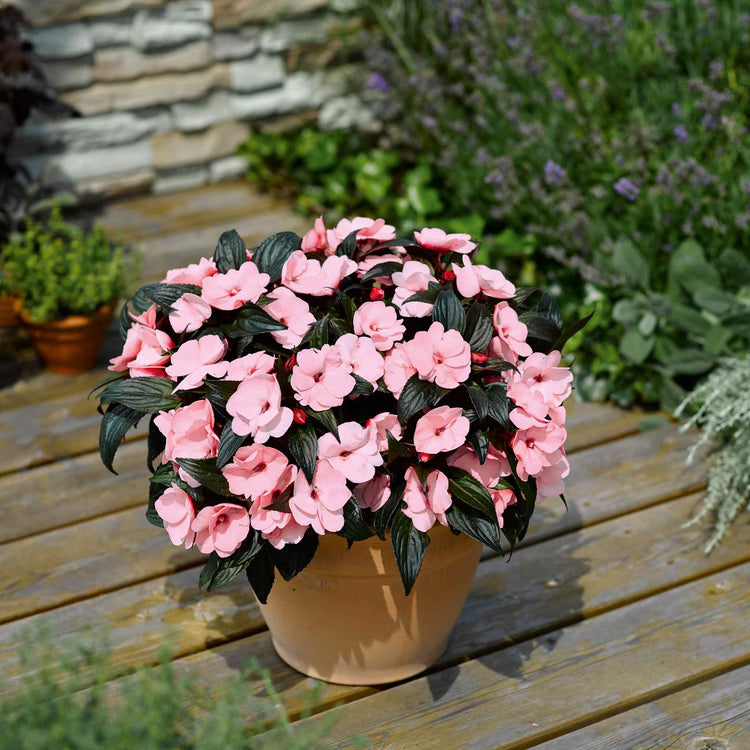 Impatiens Plant New Guinea 'Clockwork Salmon and Green Leaf'