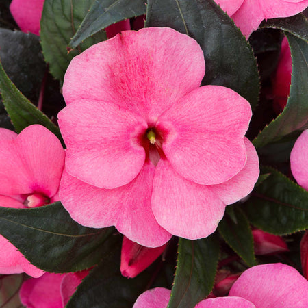 Impatiens Plant New Guinea 'Clockwork Salmon and Green Leaf'