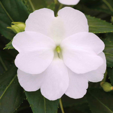 Impatiens Plant New Guinea 'Clockwork White and Green Leaf'