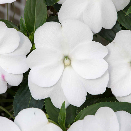 Impatiens Plant New Guinea 'Clockwork White and Green Leaf'