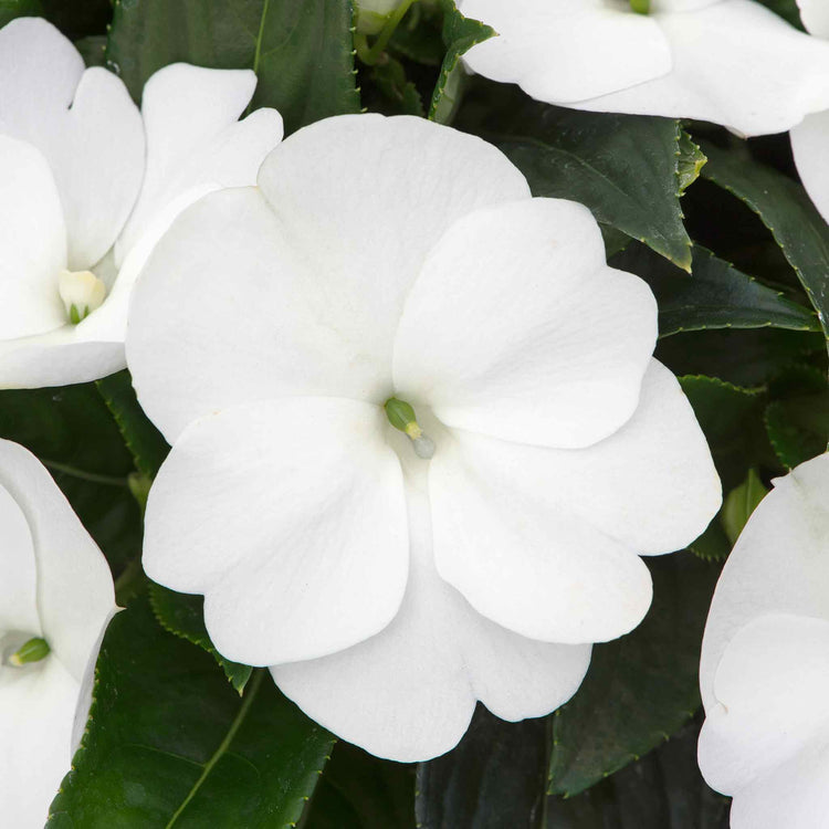 Impatiens Plant New Guinea 'Clockwork White and Green Leaf'