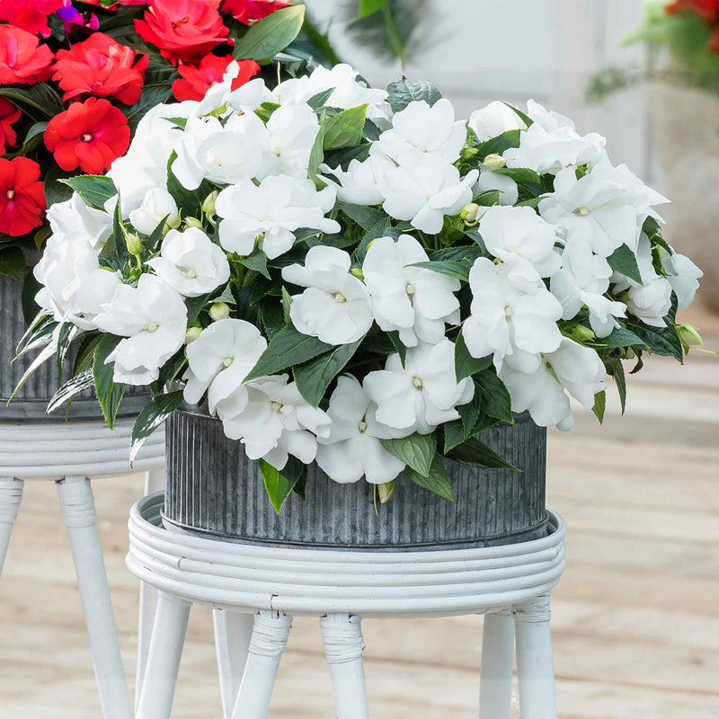 Impatiens Plant New Guinea 'Clockwork White and Green Leaf'