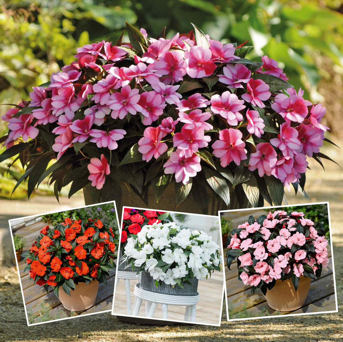 Impatiens New Guinea Selection Super Plugs Buy Impatiens Plants