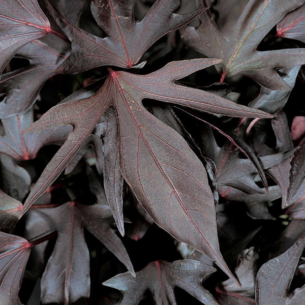 Ipomoea Plant 'Sweet Caroline Purple'