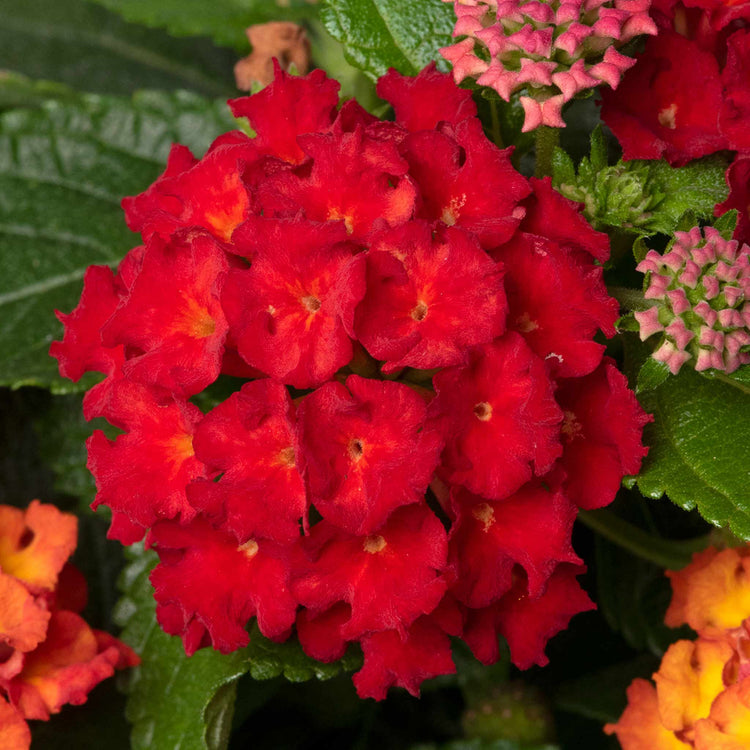 Lantana Plant 'Bloomify Red'