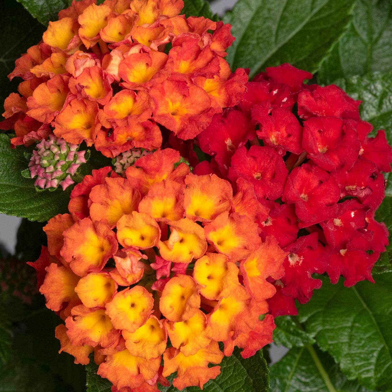 Lantana 'Bloomify Red' x 5 Super Plugs Buy Lantana Plants Online