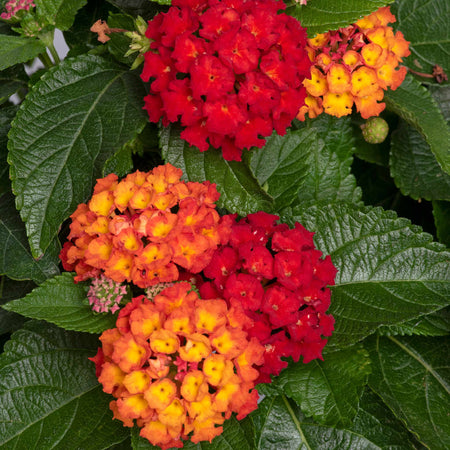 Lantana Plant 'Bloomify Red'