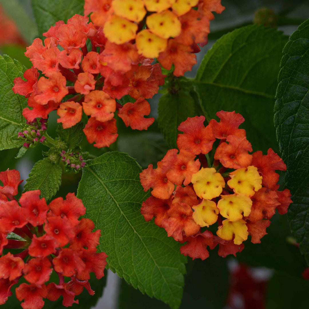Lantana 'Bloomify Red' x 5 Super Plugs Buy Lantana Plants Online