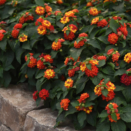 Lantana Plant 'Bloomify Red'