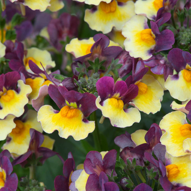 Nemesia Plant 'Rhubarb and Custard'