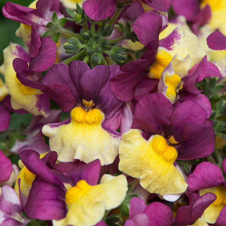 Nemesia Plant 'Rhubarb and Custard'