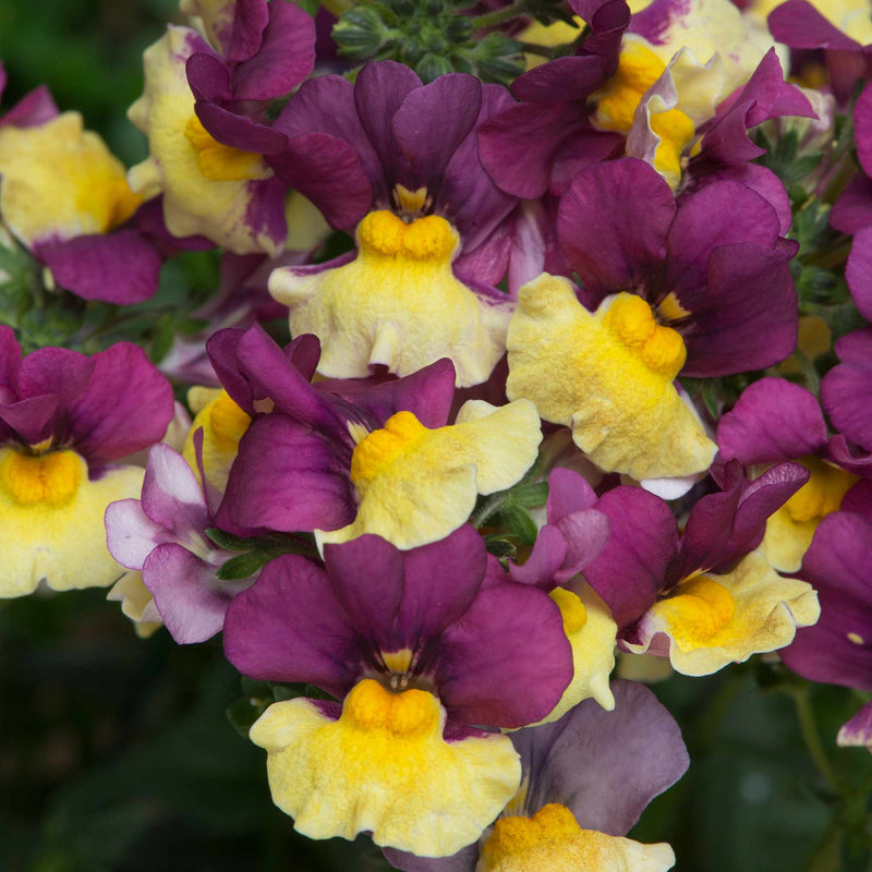 Nemesia Plant 'Rhubarb and Custard'