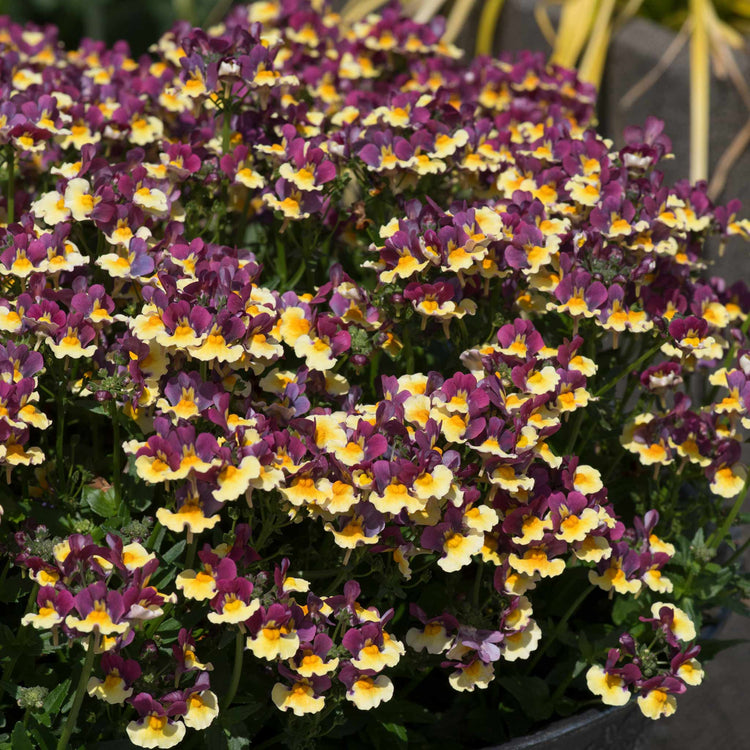 Nemesia Plant 'Rhubarb and Custard'