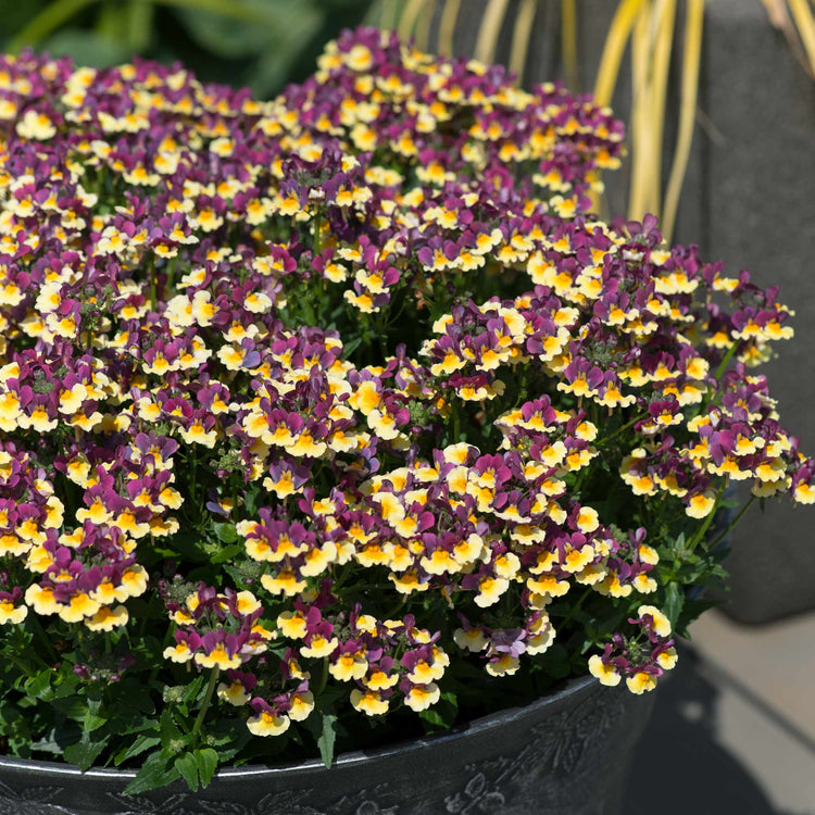 Nemesia Plant 'Rhubarb and Custard'