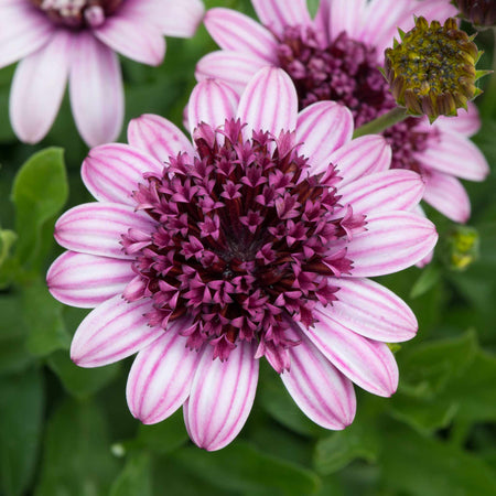 Osteospermum Plant '3D Berry White'