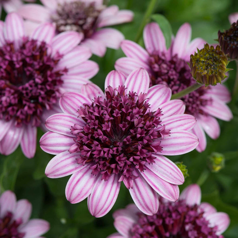 Osteospermum Plant '3D Berry White'