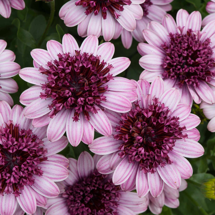 Osteospermum Plant '3D Berry White'