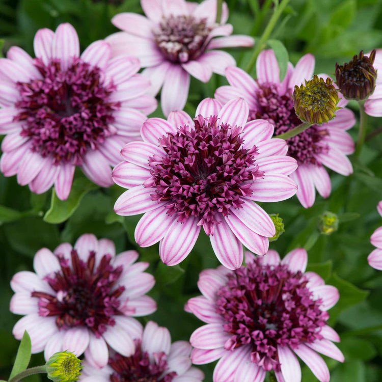 Osteospermum Plant '3D Berry White'