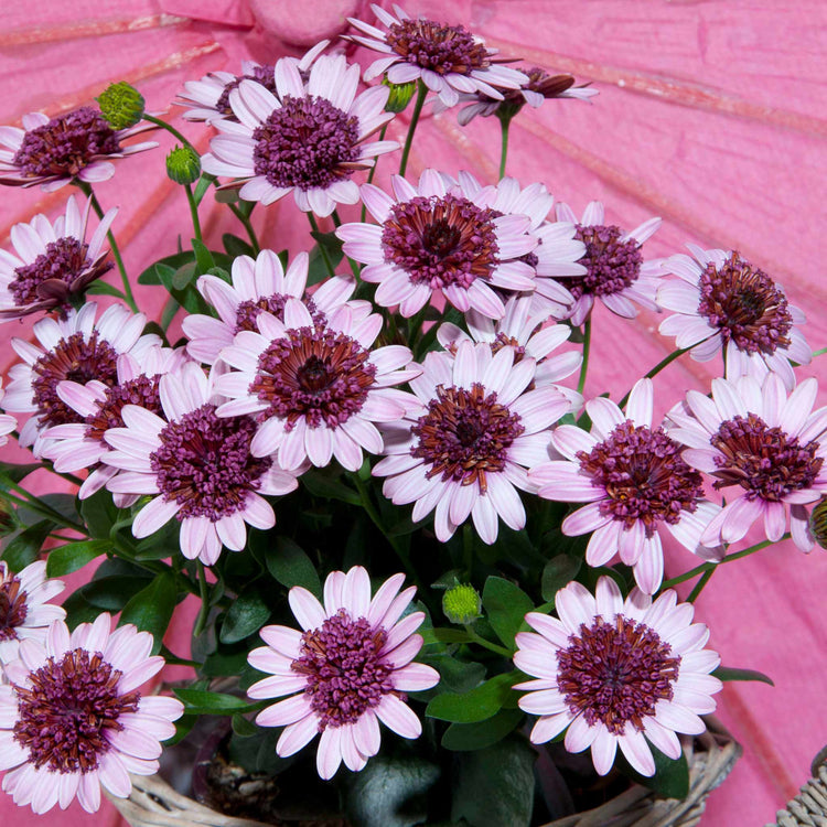 Osteospermum Plant '3D Berry White'