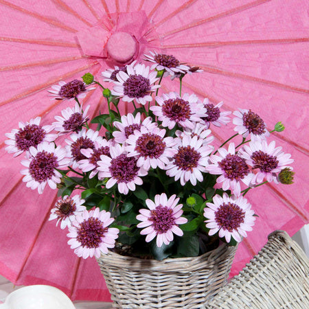 Osteospermum Plant '3D Berry White'